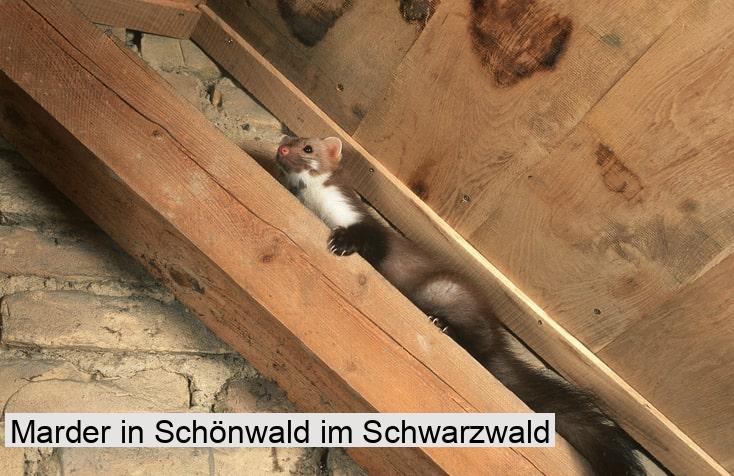 Marder in Schönwald im Schwarzwald